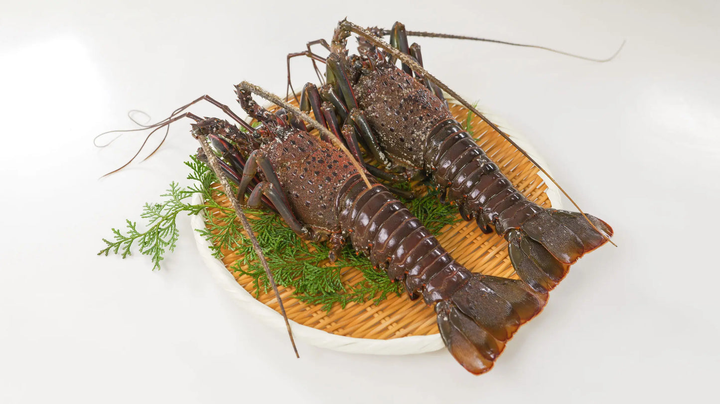 冷凍伊勢海老 2尾セット